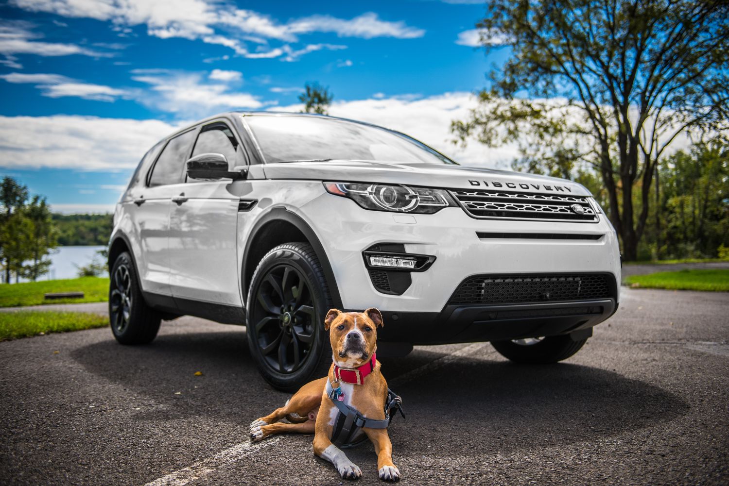 Cómo transportar en el coche a tu mascota